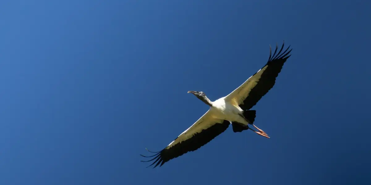 Best Time to Visit Brazil for Birdwatching: A Month-by-Month Guide