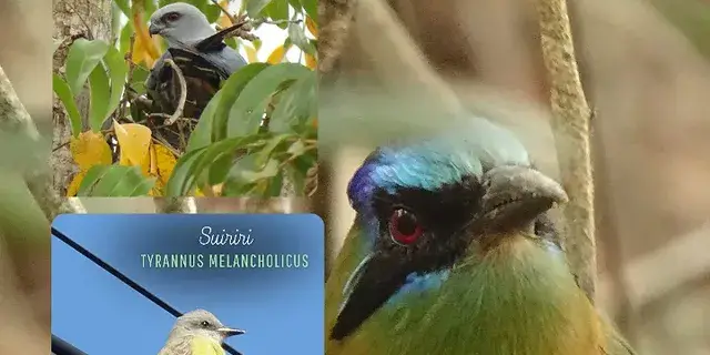 Observación de Aves en el Chaco Brasileño: Especies Objetivo Principales en Porto Murtinho