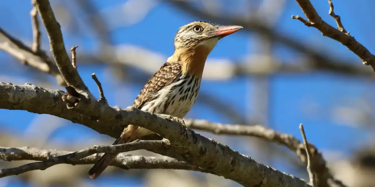 Endemic Birds of the Brazilian Cerrado
