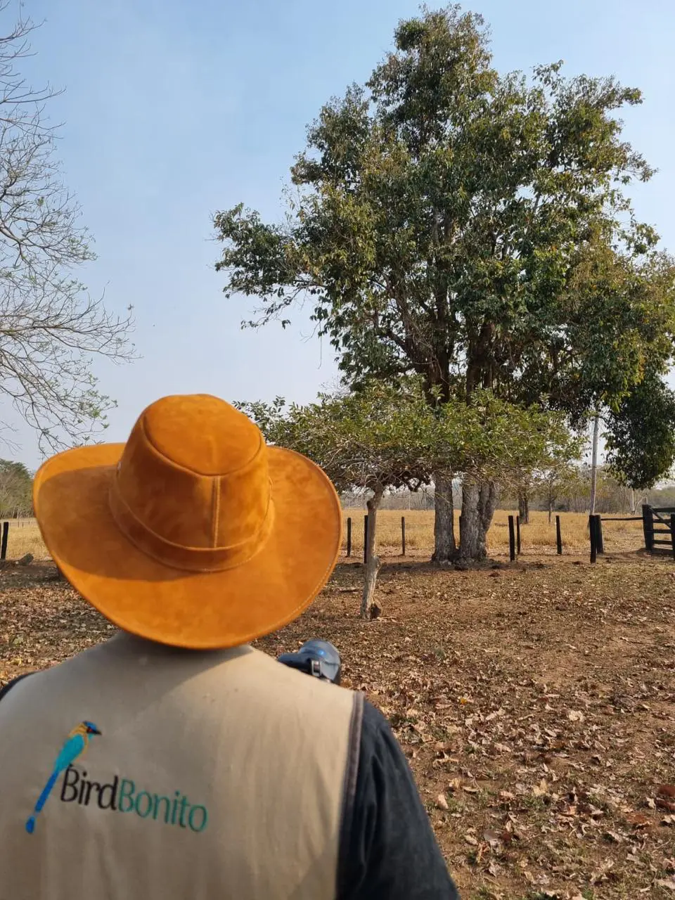 First Time in Brazil? A Practical Guide for Birdwatchers