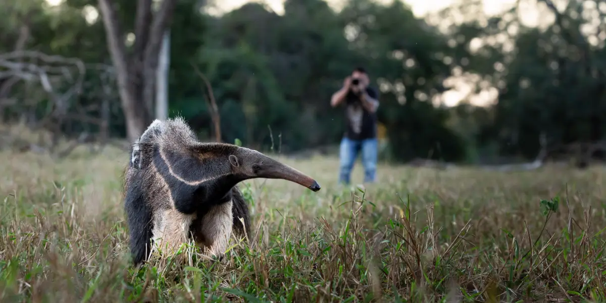 Giant Anteater Sightings in Southern Pantanal: A Birder's Guide