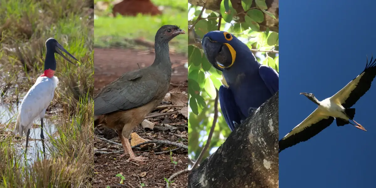 As principais aves do Pantanal: 15 espécies que você vai querer ver
