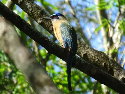 Amazonian Motmot (Momotus momota)