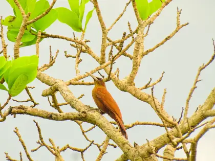 Great Rufous Woodcreeper (Xiphocolaptes major)