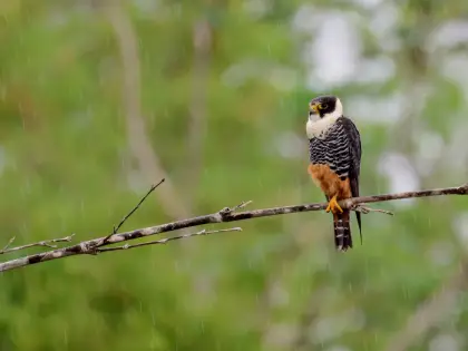 Bat Falcon (Falco rufigularis)