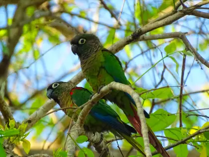 Blaze-winged Parakeet (Pyrrhura devillei)