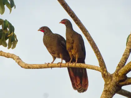 Chaco Chachalaca (Ortalis canicollis)