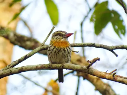 Chaco Puffbird (Nystalus striatipectus)