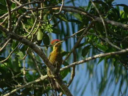 Golden-green Woodpecker (Piculus chrysochloros)