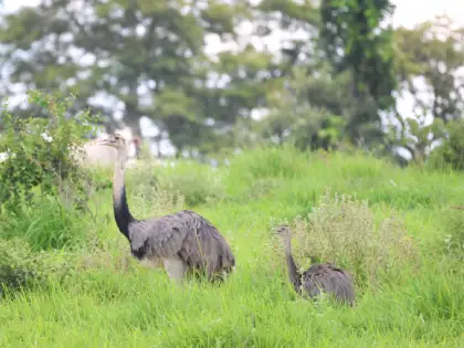 Greater Rhea (Rhea americana)