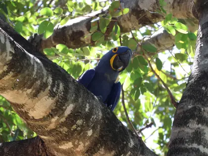 Hyacinth Macaw (Anodorhynchus hyacinthinus)