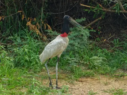 Jabiru (Jabiru mycteria)