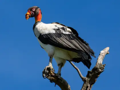 King Vulture (Sarcoramphus papa)