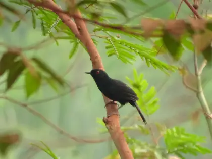 Mato Grosso Antbird (Cercomacra melanaria)