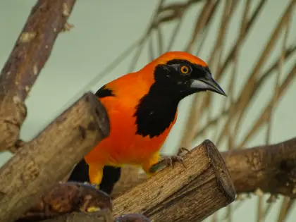 Orange-backed Troupial (Icterus croconotus)