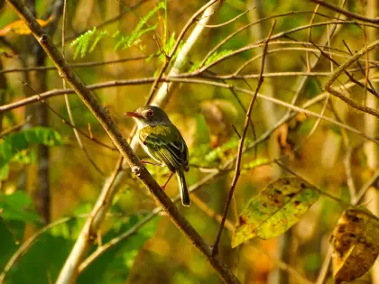 Pearly-vented Tody-tyrant (Hemitriccus margaritaceiventer)