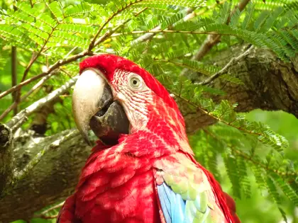 Red-and-green Macaw (Ara chloropterus)