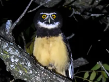 Spectacled Owl (Pulsatrix perspicillata)