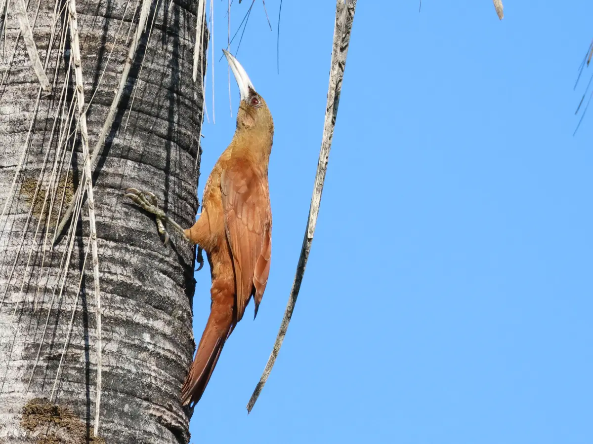 Great Rufous Woodcreeper (Xiphocolaptes major)