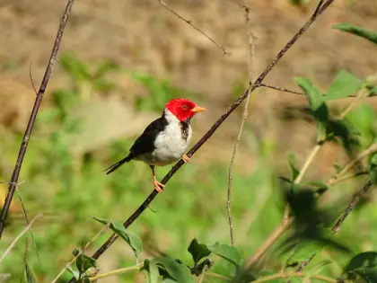 Yellow-billed Cardinal (Paroaria capitata)