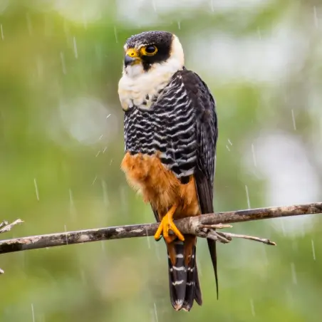 Bat Falcon perched in the wild