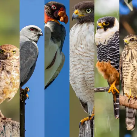 Birds of prey spotted in Bonito, Brazil