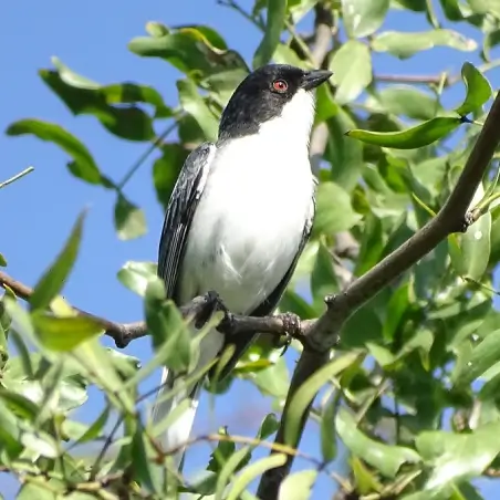 Black-capped Warbling Finch in the Cerrado