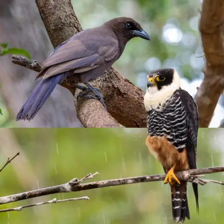 Purplish Jay and Bat Falcon in the Pantanal