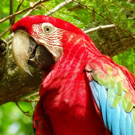 Red-and-green Macaw in flight