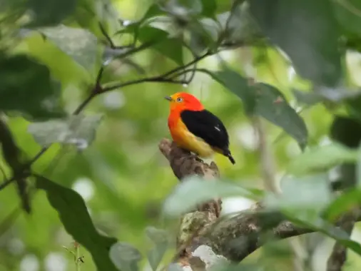 Band-tailed Manakin (Pipra fasciicauda)