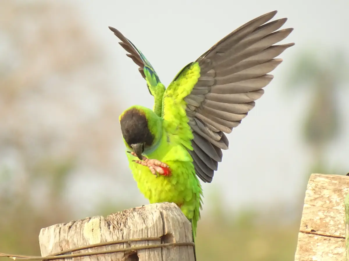 Nanday Parakeet (Aratinga nenday)