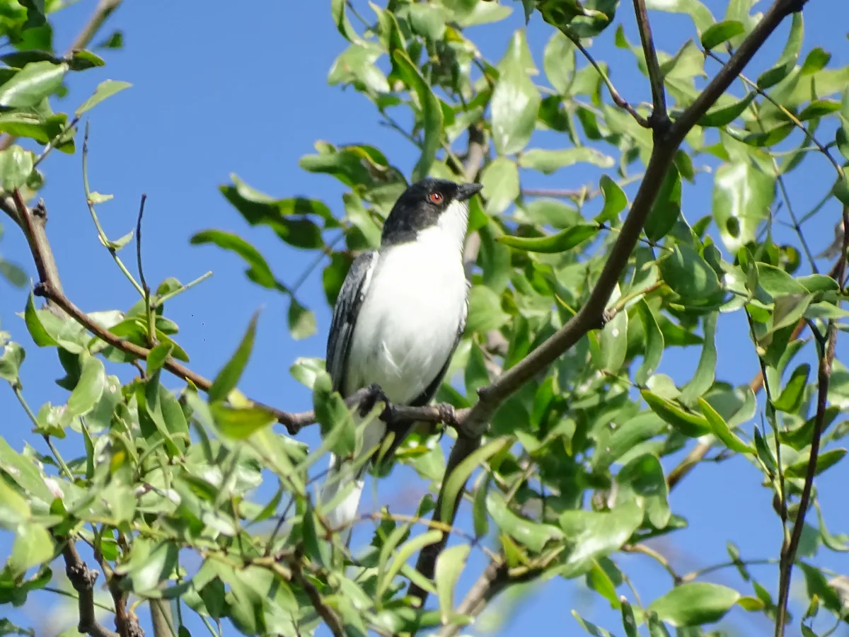 Black-capped Warbling-Finch (Microspingus melanoleucus)