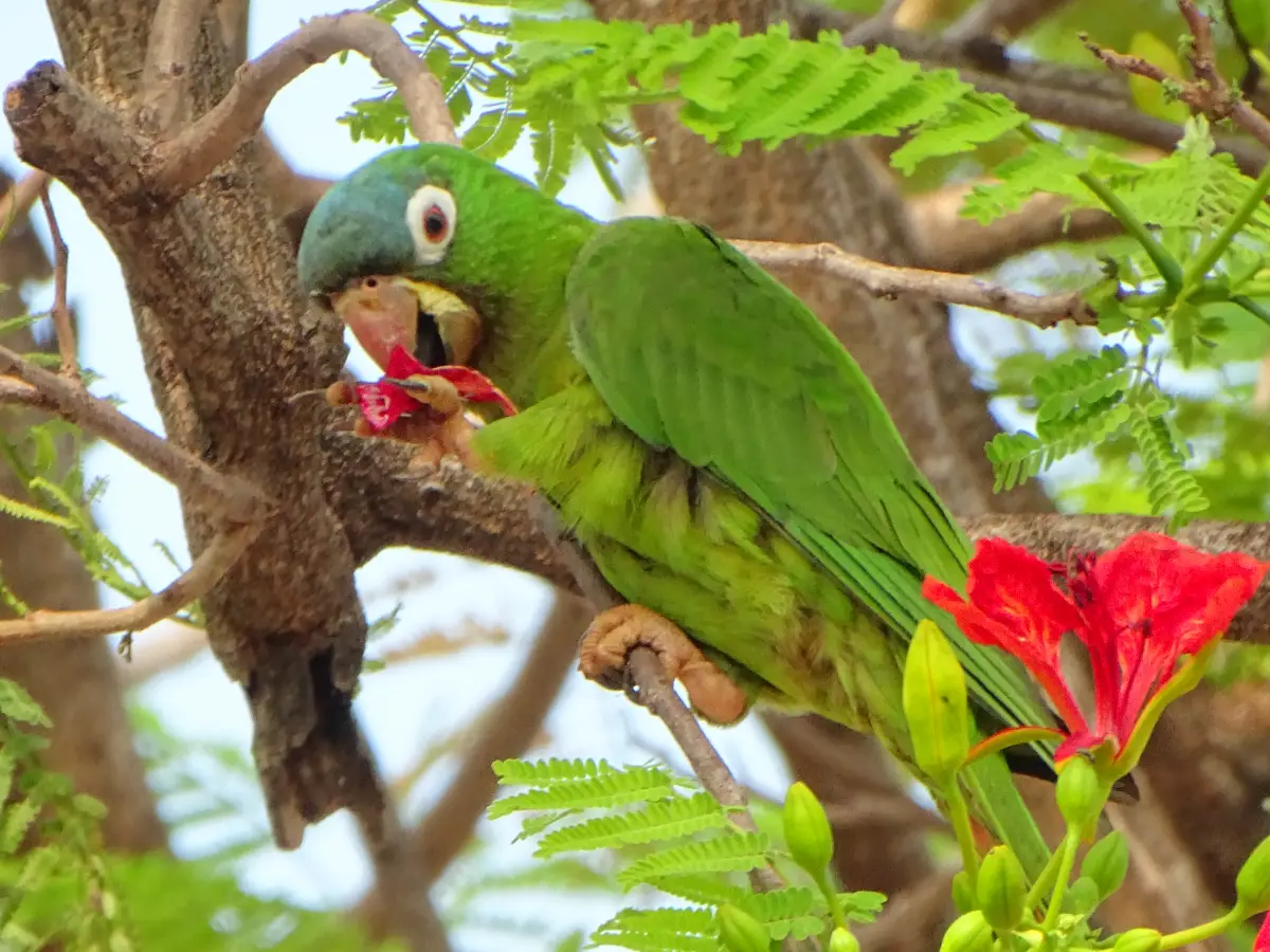 Blue-crowned Parakeet (Thectocercus acuticaudatus)